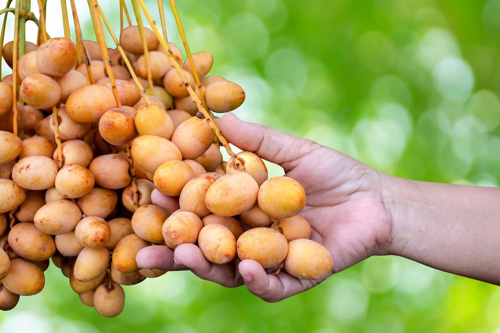 Fresh dates harvest